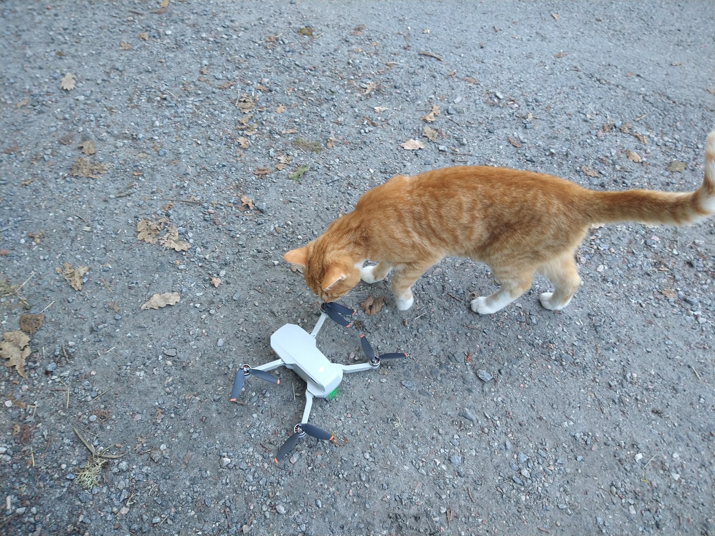 An orange cat sniffing a folded white drone on a gravel path.