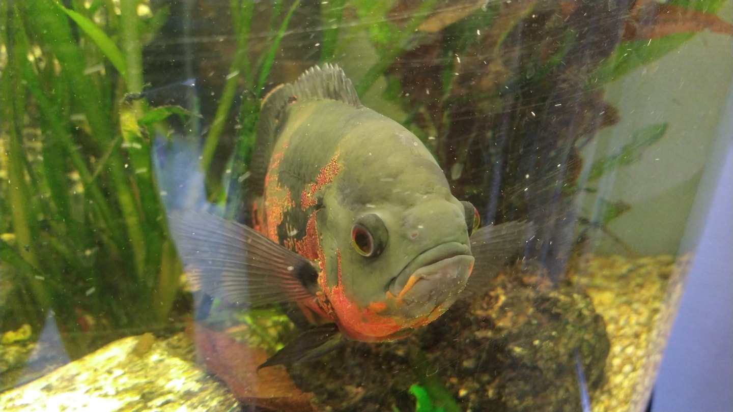 A green aquarium fish faces the camera among plants.