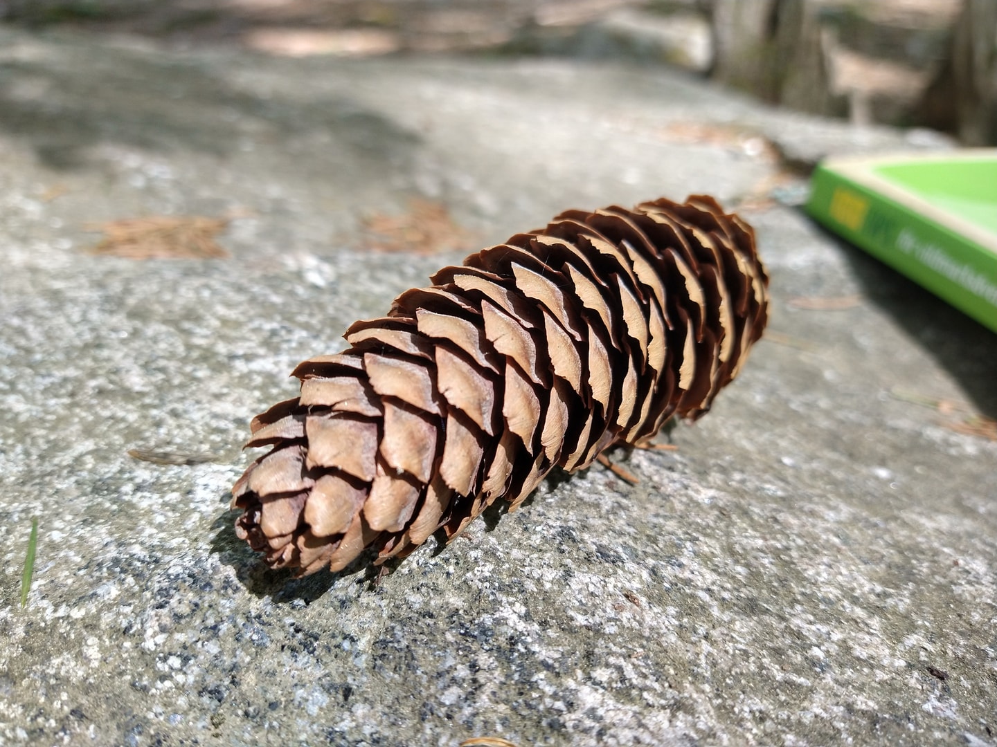 A pine cone rests on a sunlit stone surface.