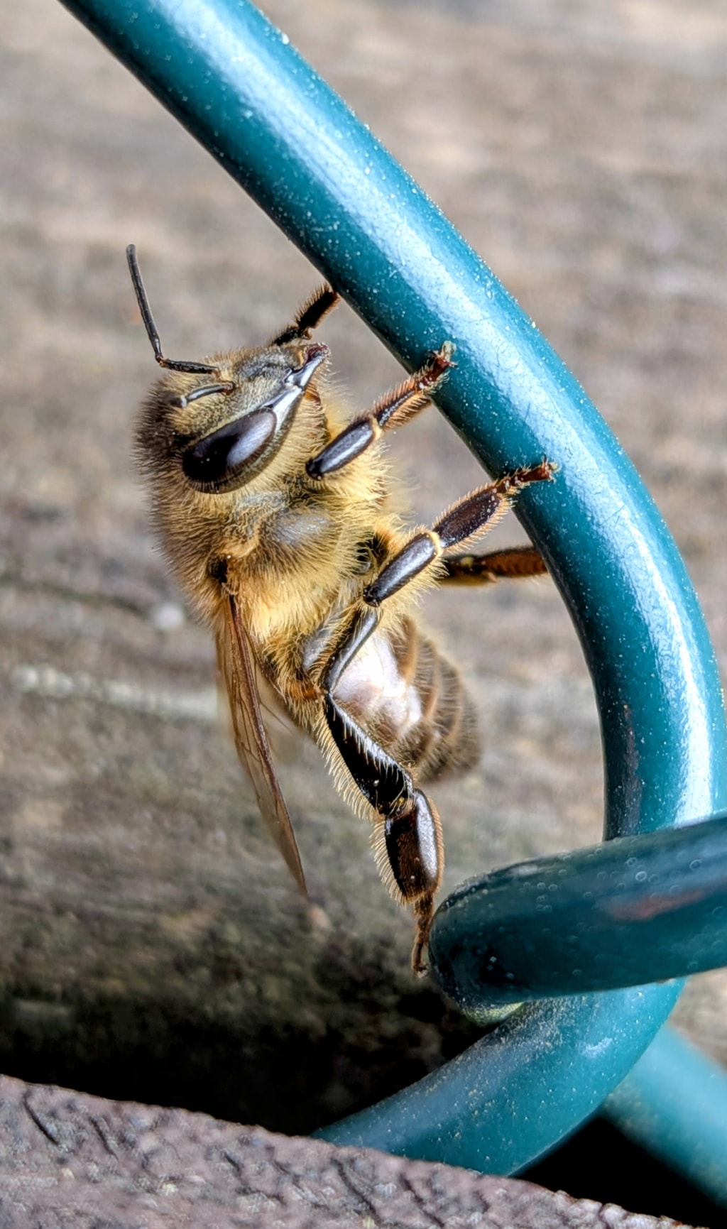 A close-up of a bee holding onto a blue metal rail.