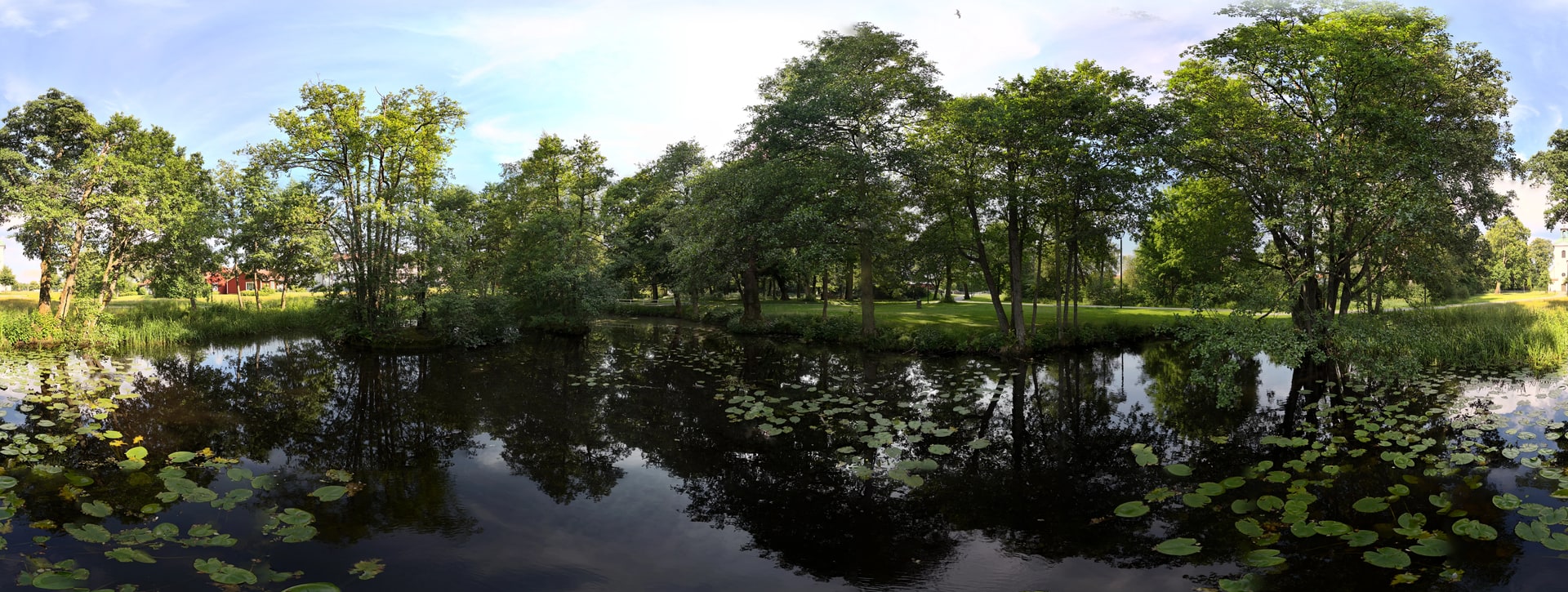 Normal view: Water lilies in 360